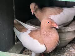 Breeder
