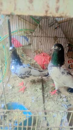 ch Sakhi bhatti wala pure teddy breeder pair for sale   in Quaidabad