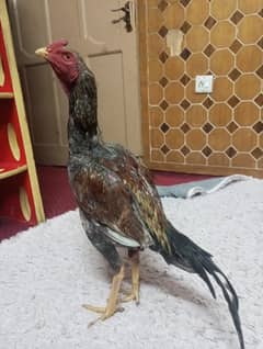 aseel hens for sale