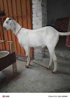 donda Desi Bakra sale
