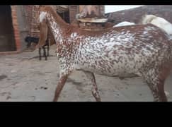 Mahki chni bkraaa