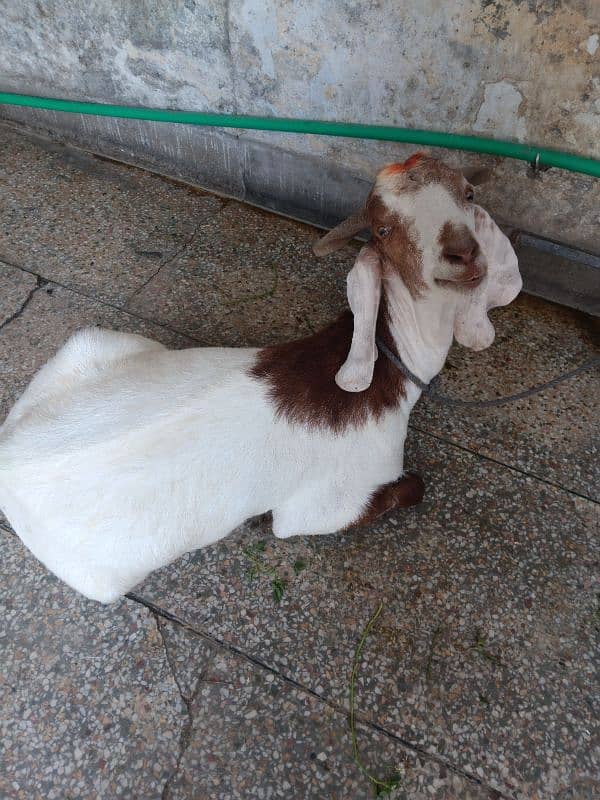 Khasi bakra - Goats - 1101955681