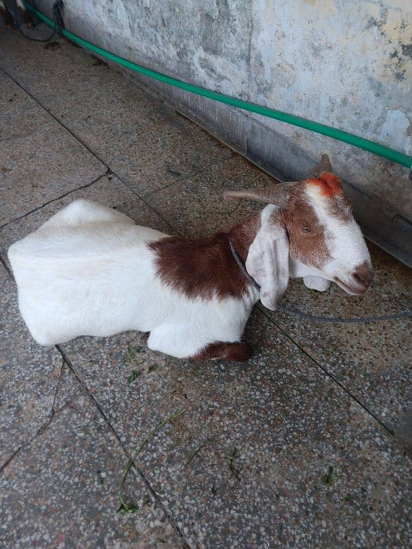 Khasi bakra - Goats - 1101955681