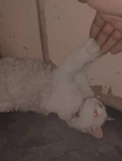 persian