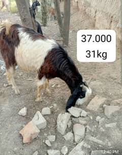قربانی