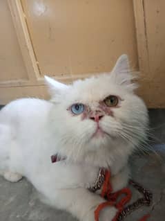 persian Male for sale