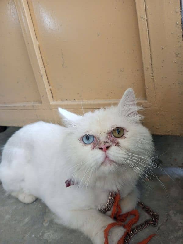 persian Male for sale 1