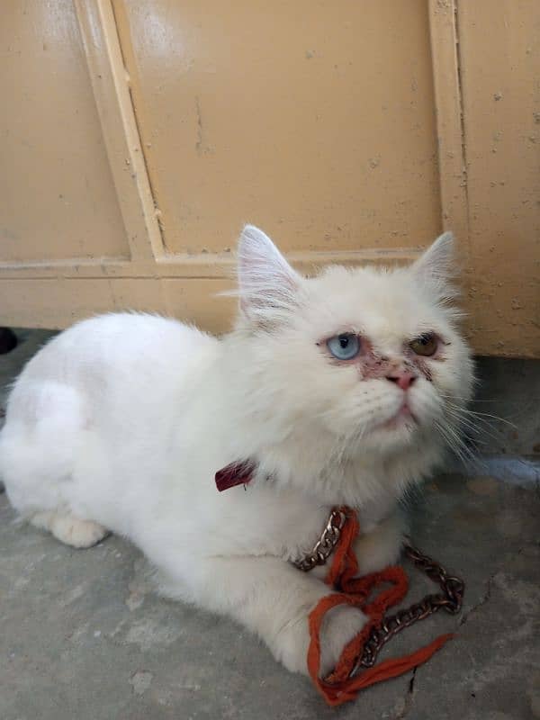 persian Male for sale 2