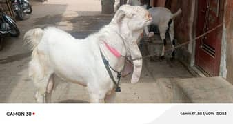 Gulabi rajanpuri bakra for sale