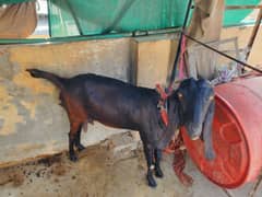 1 bakri aur us k sath 2 month ki pathi for sale