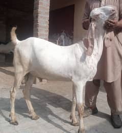 2 dant bakra for sale