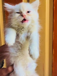 Parshion cat