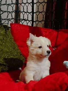Russian male puppy