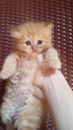 Triple coated Persian kittens