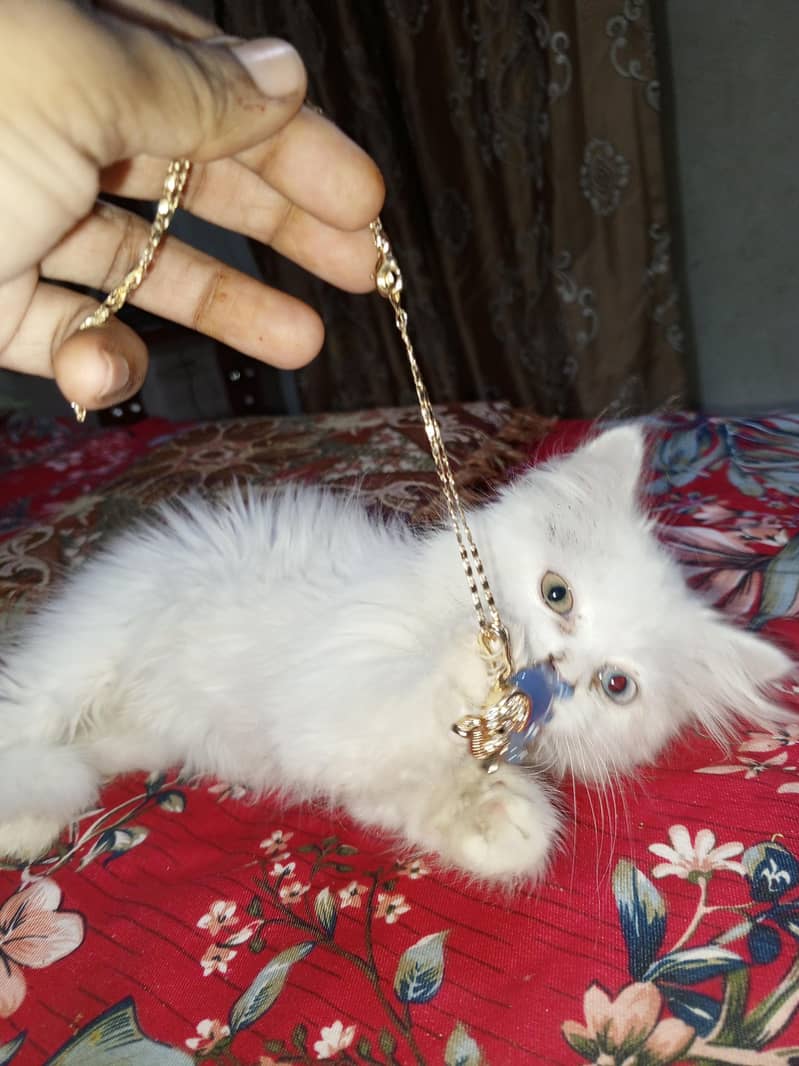Pure Persian healthy extra triple coated male kitten odd eye 6