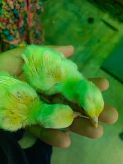 Peacock Chicks