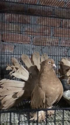 American Faintail,Modena,Hassein pairs avilable
