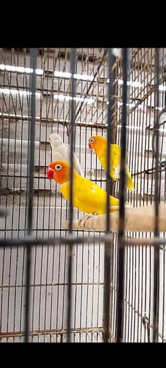 Lutino split blue breeder pairs available