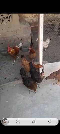 desi & golden hen