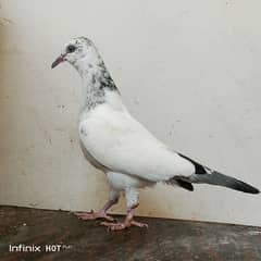 kamagar