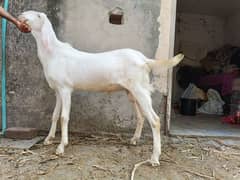 rajanpuri goat