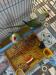 Breeder pair