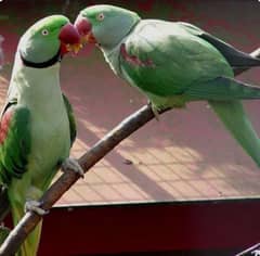 Raw parrot breeder pair for sale