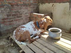 Bakra