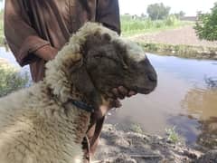 Sheep
