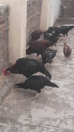Male for sale