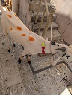 Qurbani KY Liye bakry available hain