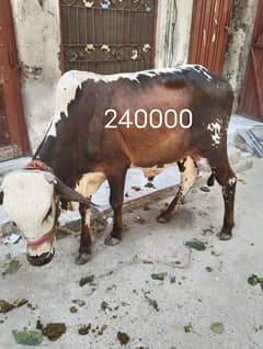 Qurbani 2 dant | Bull | cow | Bachra for sale 03029798991