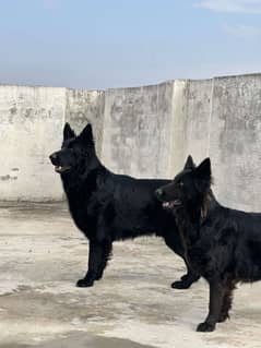 black German Shepherd
