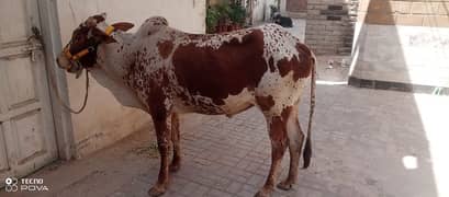 Qurbani