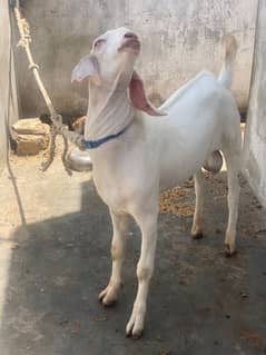 gulabi