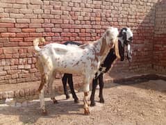 Dasi donda bkra for sale