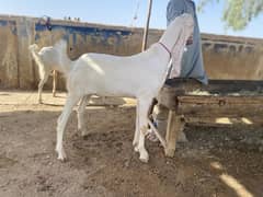 Bakra/ Desi Bakra/ 2 Dant Bakra/ Bakry/ Goat /Qurbani 2025