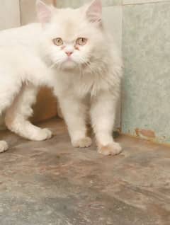 home cat