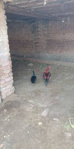 aseel morgha or desi kruk walai madi Faisalabad