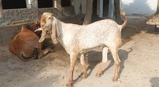 Bakra