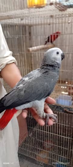Grey parrot