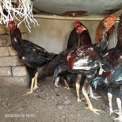 hen