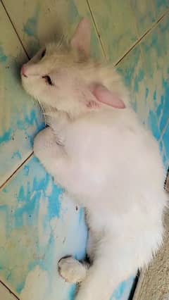 Persian