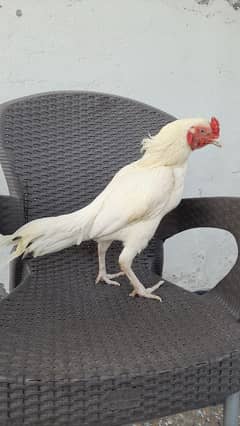 Paper White Heera Aseel Pair | miawali Heera breed | white pair