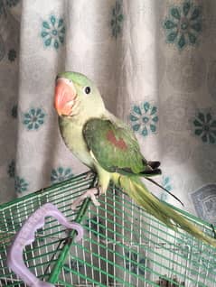 Raw Parrot