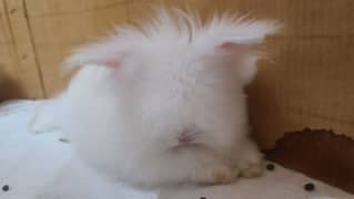 LONG FUR ANGORA DWARF AND FUZYLOP RABBIT (BLUE EYES)