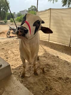 Cows