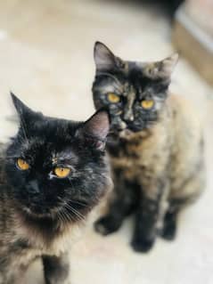 Black Persian cats