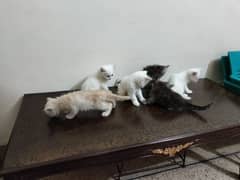 For Sale
