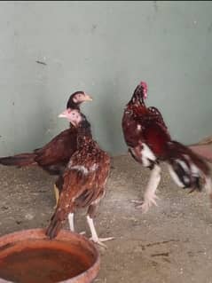 Aseel male and 2 female